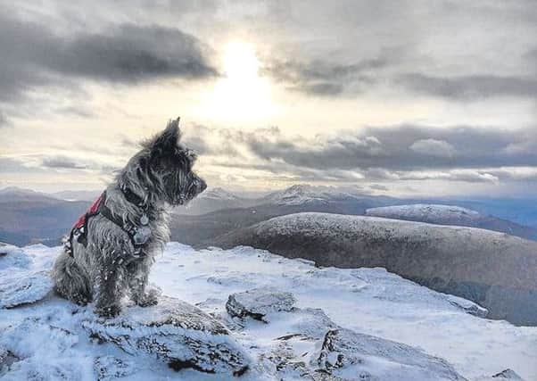 Oran, the Cairn terrier, at the summit of one of the dozens of Munros he has bagged so far. Picture: Cascade News