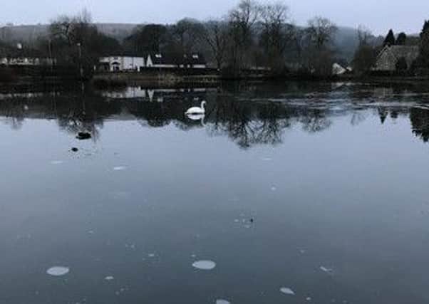 The swan at Whitefield Pond which was sent to the Herald by a local man