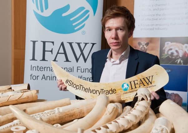 Paul Masterton MP is supporting the campaign to ban ivory trade. Photo: Peter Stevens.
