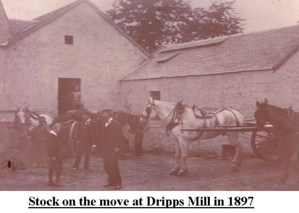 Stock on the move at Dripps Mills in 1897.