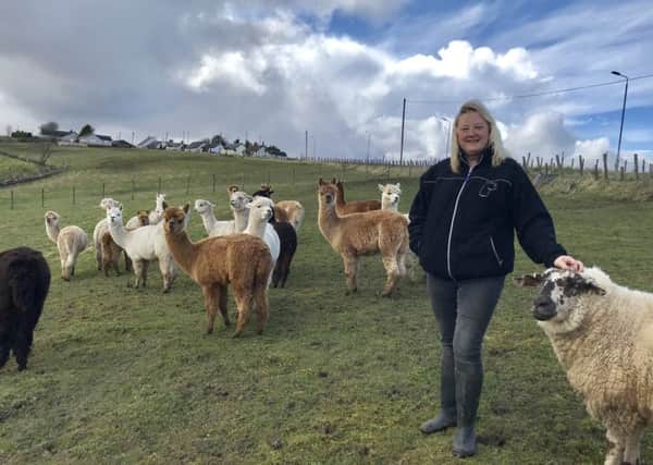 Trekking business...chairwoman of the Scottish Alpaca Group, Marleen Miller also runs her own alpaca trekking tours from Netherfield Farm in Coalburn.