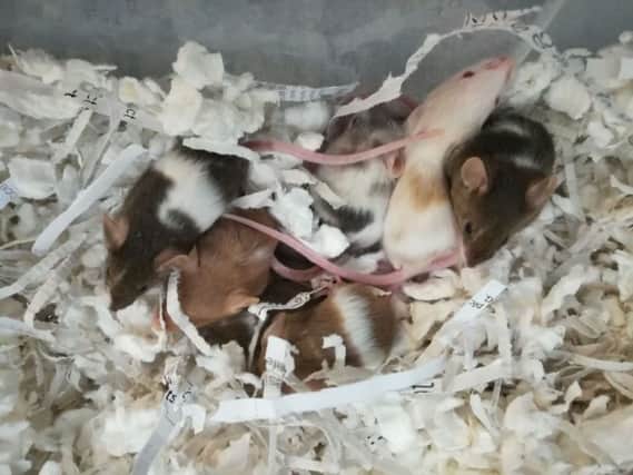 The mice are being cared for at the Scottish SPCA centre in Lanarkshire. Picture: Scottish SPCA