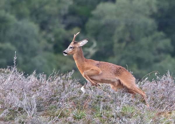 Several hotspots for deer have been identified around the M74 and drivers are being warned to stay vigilant.