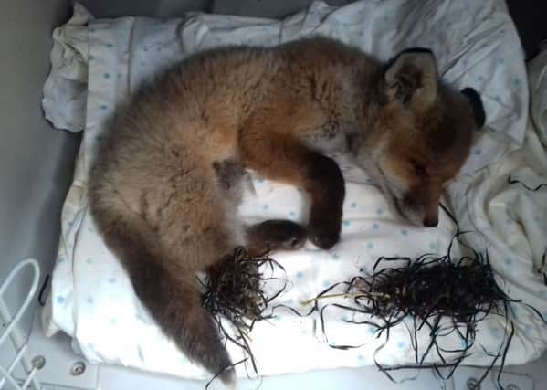 Fox had to be put down after getting caught in netting