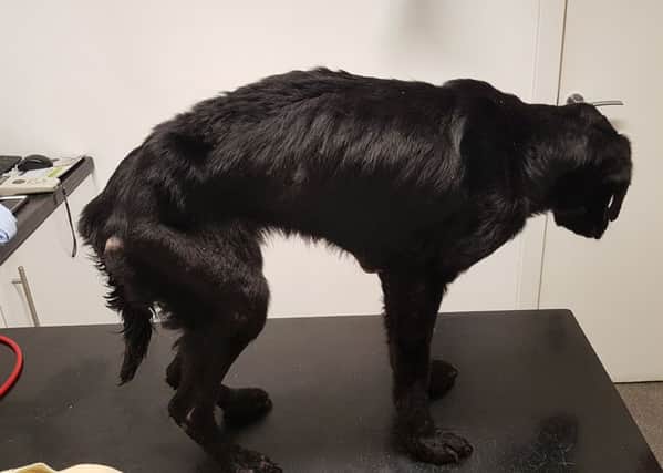 The dog was found at Strathclyde Park in an emaciated state. Pic: SSPCA