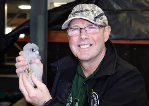 Countryside ranger Jackie Gilliland is pictured with one of the kestrel chicks