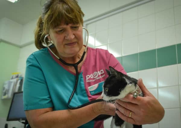 PDSA senior vet Anne Robinson, originally from Motherwell, who appears in Channel 4s new series about the charitys work through its Pet Hospitals on Merseyside.