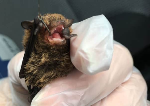 Bat found in Carluke with embedded fish hook and hanging from a tree tangled in discarded fishing nylon.