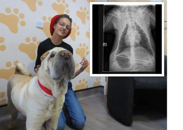 Hoshi with owner Sandra and the X-Ray that revealed the 8-inch BBQ skewer.