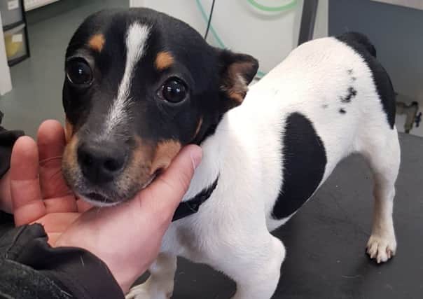 The Jack Russell terrier found in Cumbernauld with an injured tail. Pic: SSPCA
