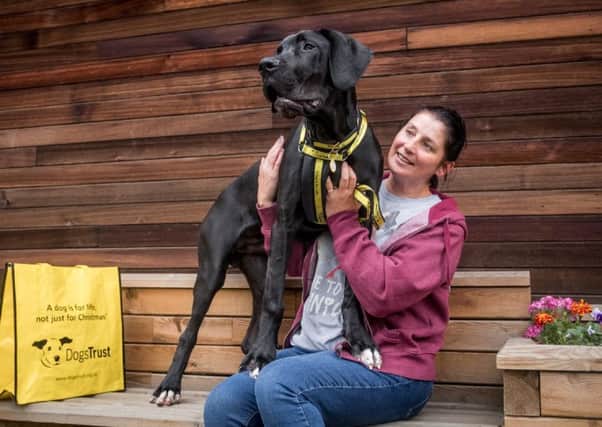 Julie Reid adopts Great Dane puppy Arnie from Dogs Trust in Uddinsgton