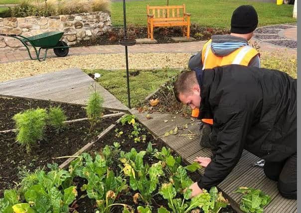Volunteers growing vegetables at Cleland Hospital. Pic: Clydesdale Community Initiatives