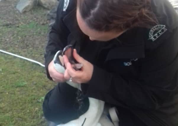 Scottish SPCA animal rescue officer Louise Hume tries to help a swan that had swallowed fishing tackle. Pic: SSPCA
