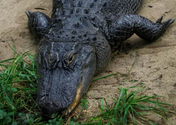 Two American alligators are living in North Lanarkshire