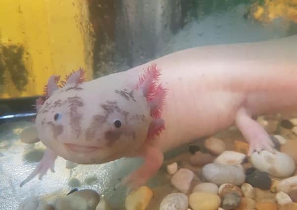 Axolotl habitat is under threat