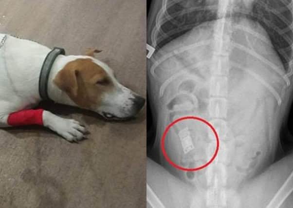 Rocco recovering after his surgery and the x-ray showing the swallowed video game. Pic: PDSA