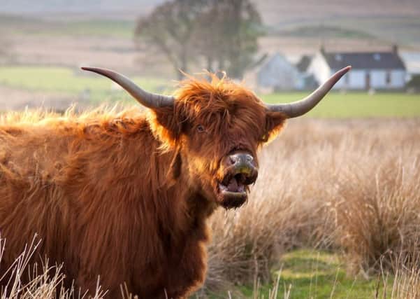 A Highland Cow who seemed to be extremely surprised to be caught on camera. Pic: SWNS