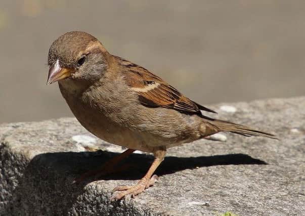 Sparrows are common visitors to gardens in the Southside of Glasgow.
