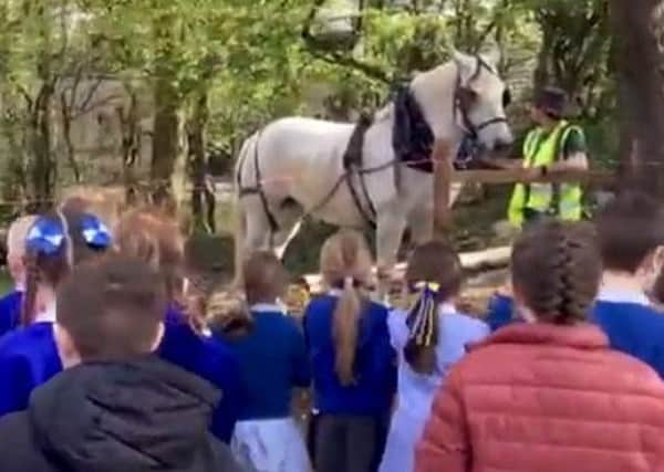 Roy Murray and his horse Bella visit the Woodland Centre at Kilsyth Primary to do some logging