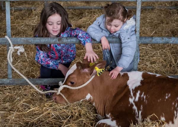 Easter Cadder Farm - Open Farm Day. Picture Shows, Hannah Carr,7, from Bishopbriggs and Ava McAlistair,3 from Airdrie stroke a Calf in the Livestock Shed during the Open Farm day , Sunday 11, June 2017. 

©Stuart Nicol Photography, 2017