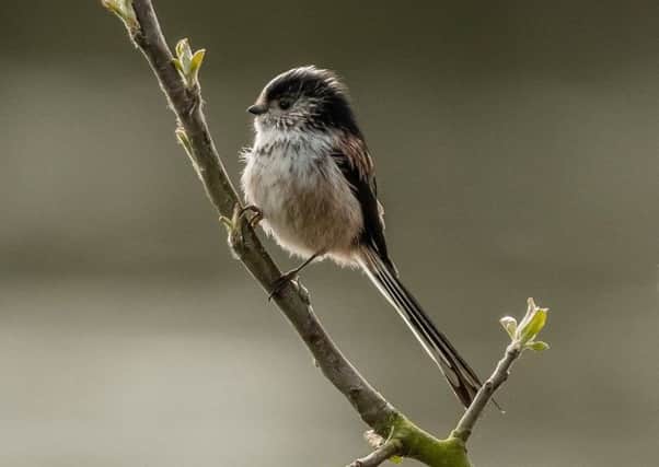 The sighting of a long-tailed tit was a highlight on the way to the paper shop.