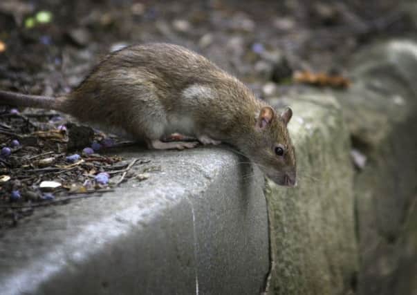 Problems with rats are affecting many streets in the Southside.