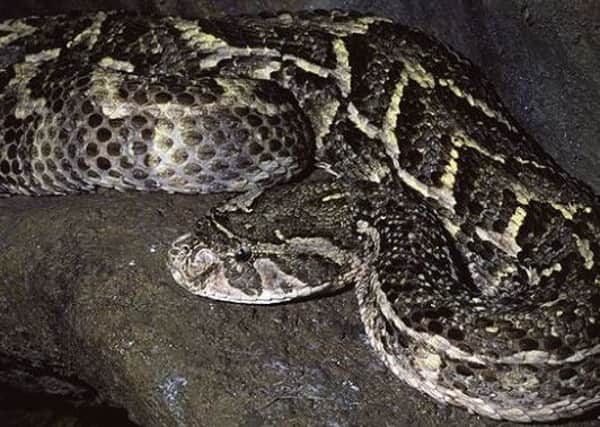 The adder is the UK's only venomous snake