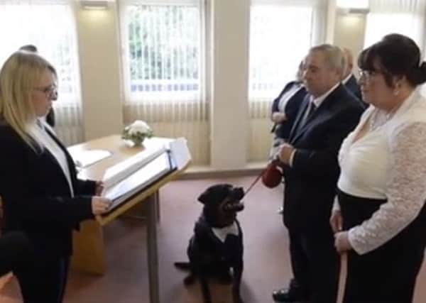 Wearing his mini tuxedo Jack was well-behaved throughout the ceremony as Christopher McCarron and  Margaret Allison were married in Motherwell. Pic: SWNS