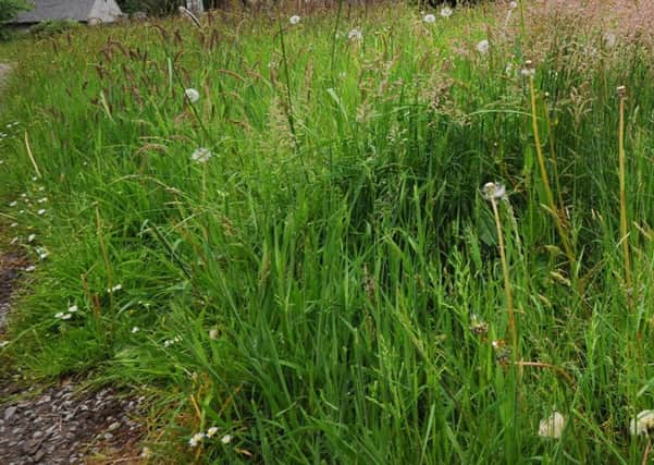 Councillors have spoken out about overgrown greenspaces across the city.