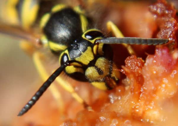 Wasps are more likely to sting at this time of the year as they are desperate for a sugar fix (Photo Amelia Martin)