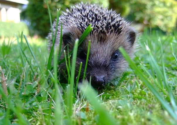 Hedgehogs shouldnt be out in the sun, so if you see one out during the day its likely to be in need of urgent help.