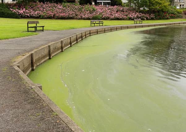 Blue green algae can contain toxins which are harmful to animals.