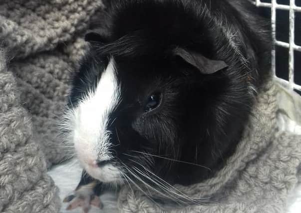 One of two guinea pigs abandoned in Thornliebank. Sadly the other one died. (Photo: Scottish SPCA)