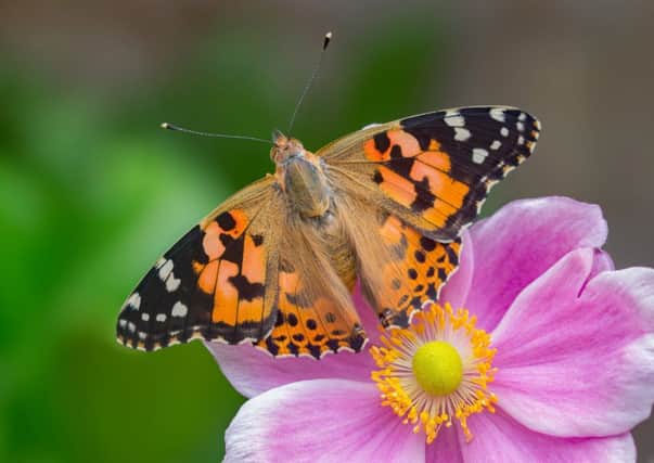 The Painted Lady was the most commonly spotted butterfly this summer. (Photo: Andrew Cooper)