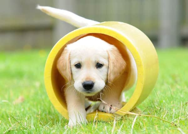 Guide Dogs are fundraising throughout October to fund the cost of training seven puppies, like six-week-old Goldie.
