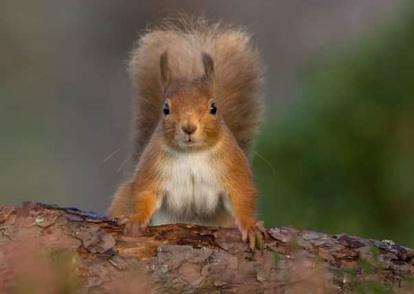 The public is being asked to look out for squirrels  both red and grey  for the Great Scottish Squirrel Survey. (Photo: Raymond Leinster)