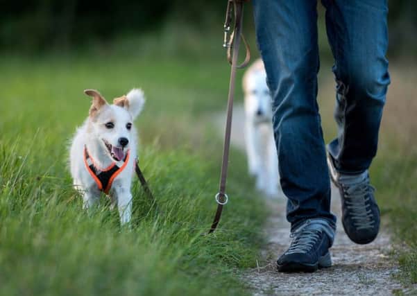 Taking the dog for a walk accounts for just under a third of the populations walking.