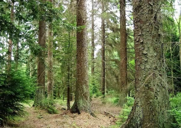Non-native Sitka Spruce are being planned instead of a broadleaf woodland.