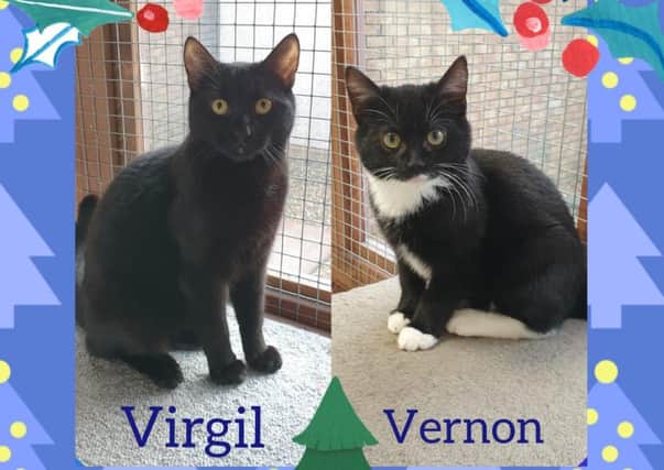 Virgil and Vernon are among the many cats being looked after by Cats Protection's Lanarkshire Branch who are hoping to find their forever home