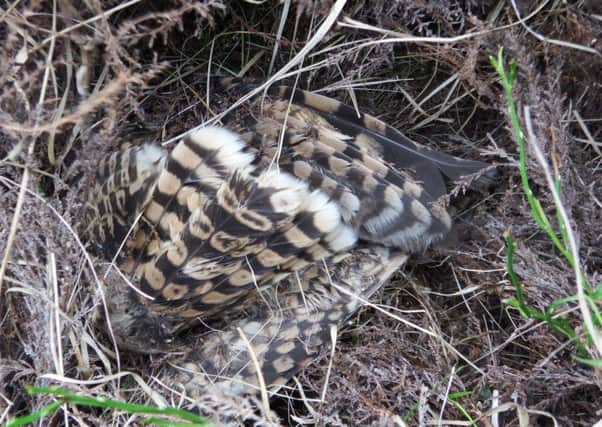 SNH and Police Scotland have been concerned about the volume of wildlife crime. Photo: RSPB