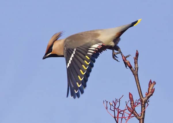 Waxwing © Ron McCombe - the winning photograph from the inaugural Scottish Nature Photographer of the Year in 2010. Wildlife photographer Ron McCombe is on the judging panel this year.