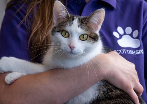 The Scottish SPCA stops rehoming animals over Christmas and New Year.