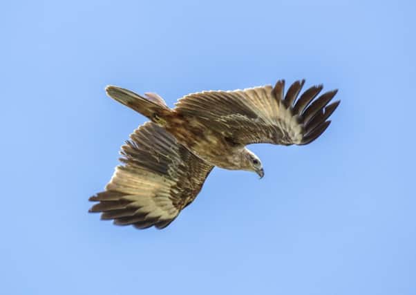 Efforts to tackle crime include a review of golden eagle disappearances.