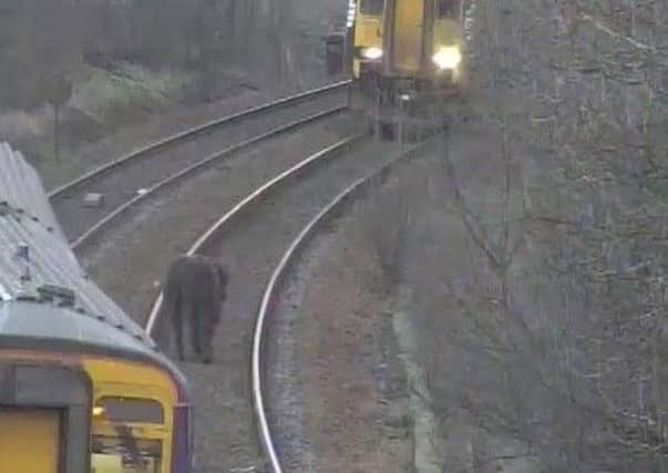 Passengers were delayed due to Highland cows on the railway tracks.  Picture: ScotRail