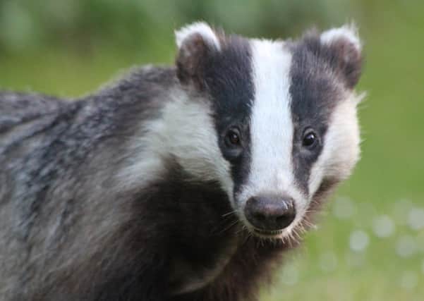 Network Rail is working to prevent disruption to the homes of badgers close to railway lines.