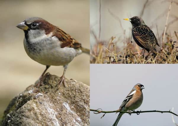 The house sparrow (left), starling (top right) and chaffinch were the top three birds spotted in gardens in Scotland last year. (Photos: Ray Kennedy/Andy Hay rspb-images.com)