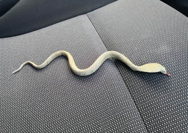 The fake snake was found in a garden in Newton Mearns (Photo: Scottish SPCA)