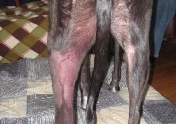 Telltale reddening around the back leg of a dog with Alabama Rot.