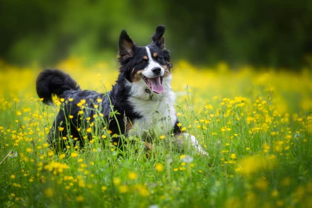 Pets can also suffer from hay fever, so keep an eye out for the signs (Photo: Shutterstock)