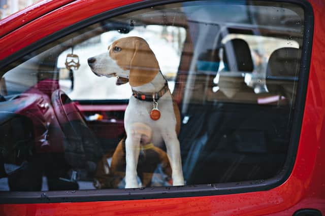 It only takes a few minutes for a car to become dangerously hot for a dog (Photo: Shutterstock)
